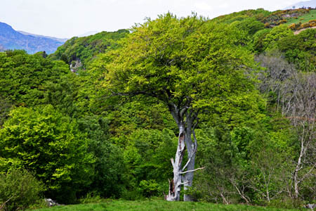 Beech Twins in Summer