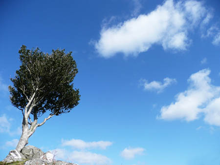Cloud and Holly