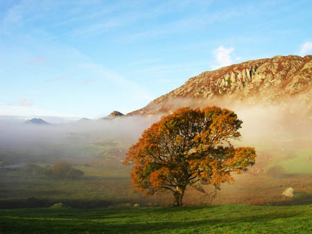 Early Mist on Autumn Oak