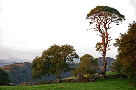 Fir at Eisingrug