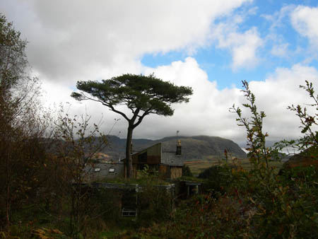 Fir with Moelwyns
