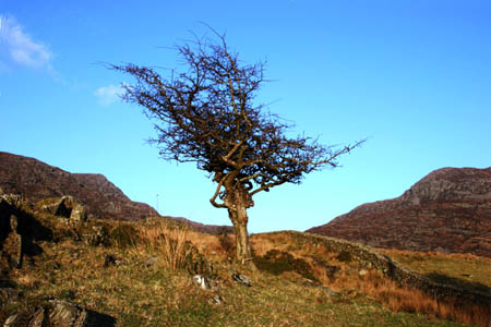 Hawthorn + Drwys Ardyddwy
