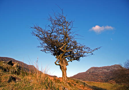 Hawthorn2 + Drwys Ardyddwy