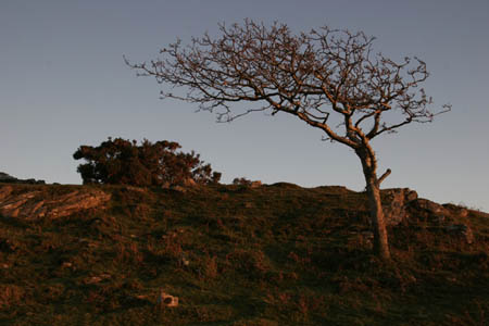 Hawthorne in Late Sun