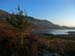 Fir Tree with Lake