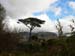 Fir with Moelwyns