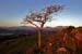Hawthorn + Snowdon