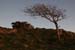 Hawthorne in Late Sun