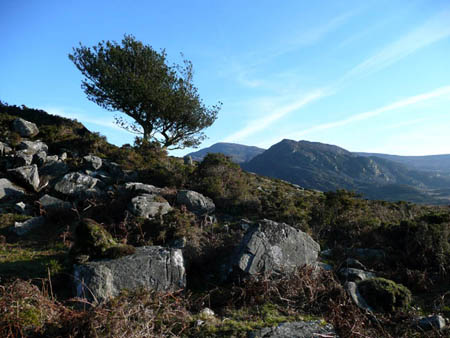 Holly Trees + Rhinog Fawr