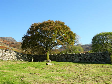 Oak Tree Cwm Bychan