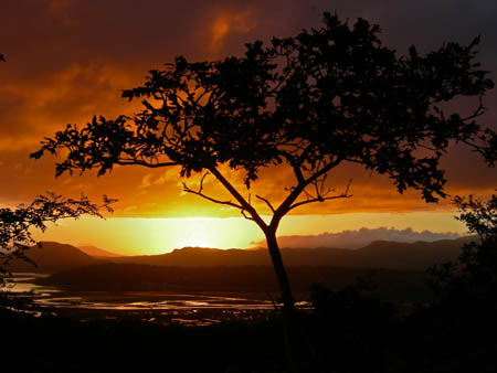 Tree at Sunset