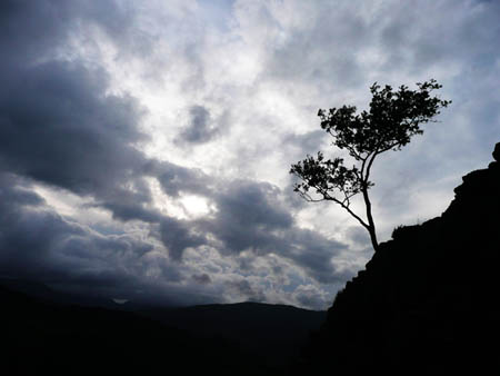 Tree on Mountainside